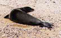 Poipu beach monk seal